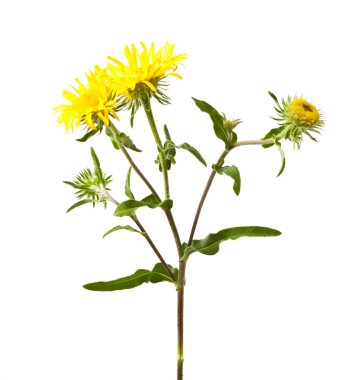 Inula Helenyumu