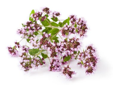 Origanum vulgare