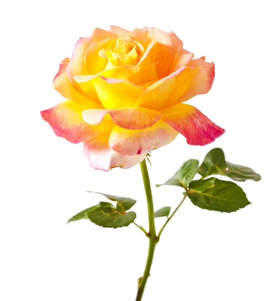 Rose — Stock Photo, Image