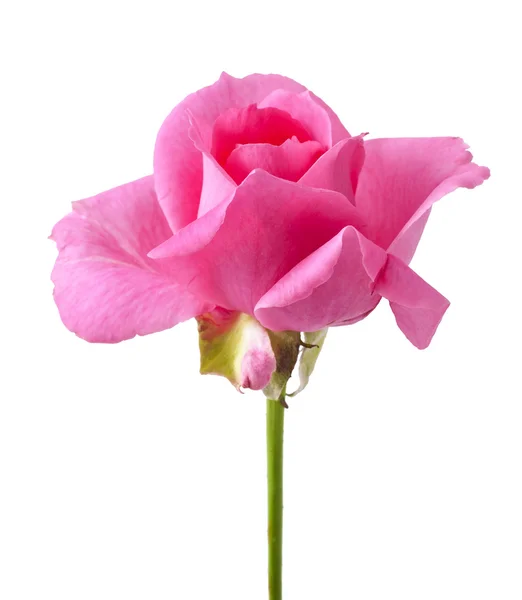 Rose — Stock Photo, Image