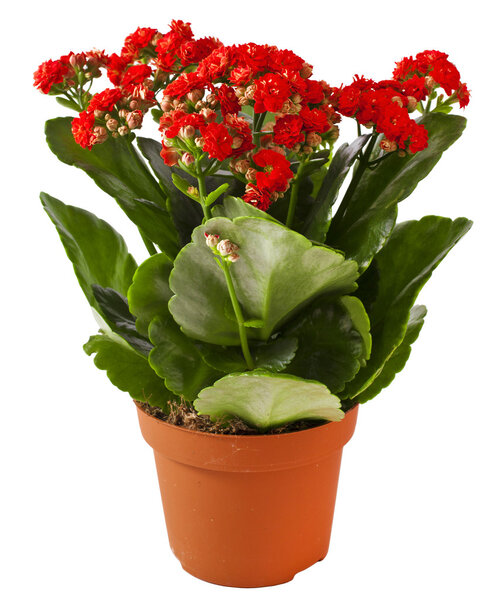 Kalanchoe
