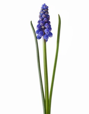 Muscari