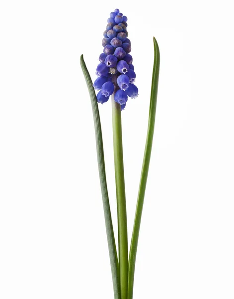 Muscari — Fotografia de Stock