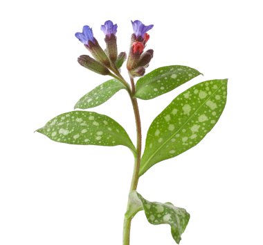 Pulmonaria officinalis clipart