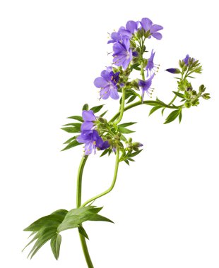 Polemonium caeruleum