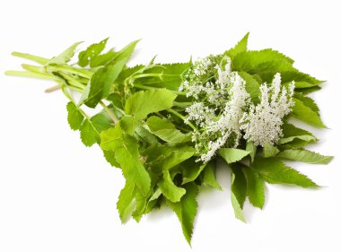 vahşi angelica