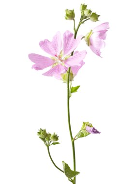 pembe malva