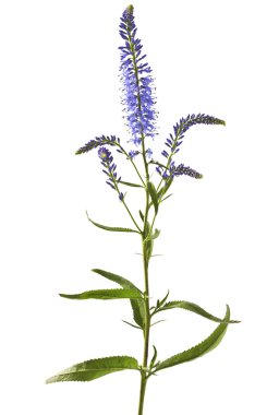 Speedwell çiçekler