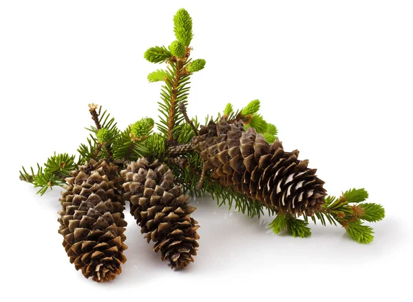 Fir branch — Stock Photo, Image