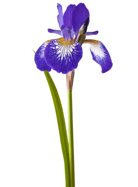 Iris — Stok fotoğraf