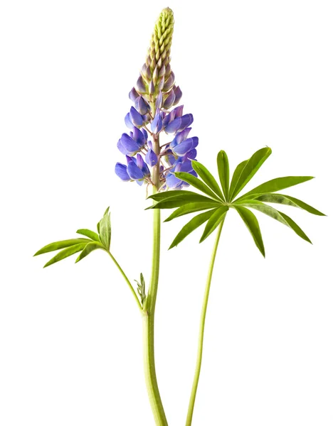 Lupine — Stockfoto