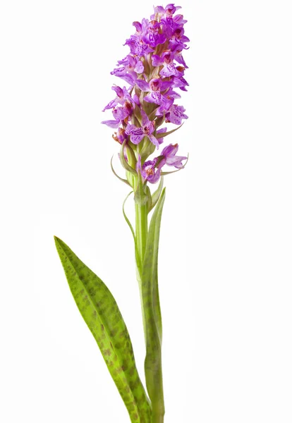 Dactylorhiza fuchsii — Zdjęcie stockowe