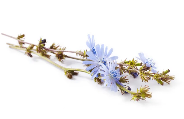 Chicory — Stock Photo, Image