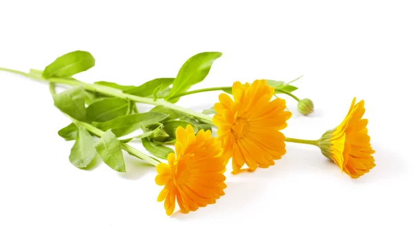 Calendula — Stockfoto