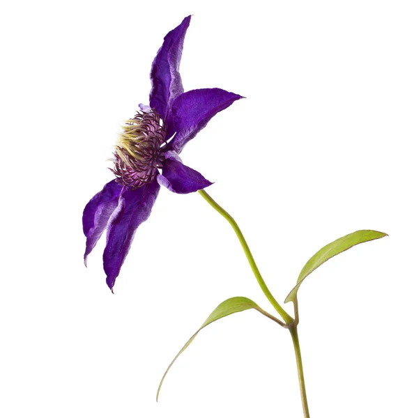 Clematis — Stockfoto