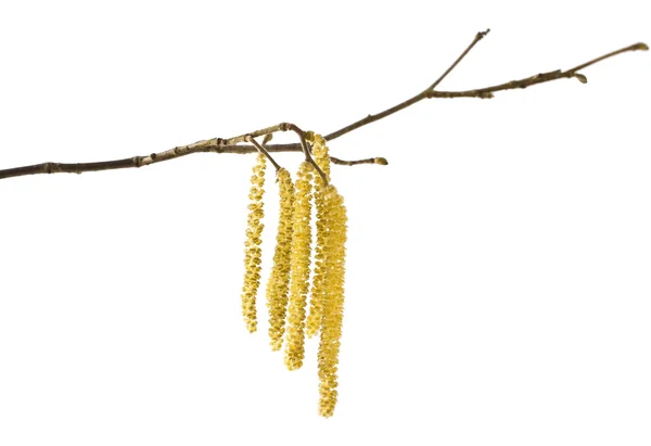ハシバミの尾状花序 — ストック写真