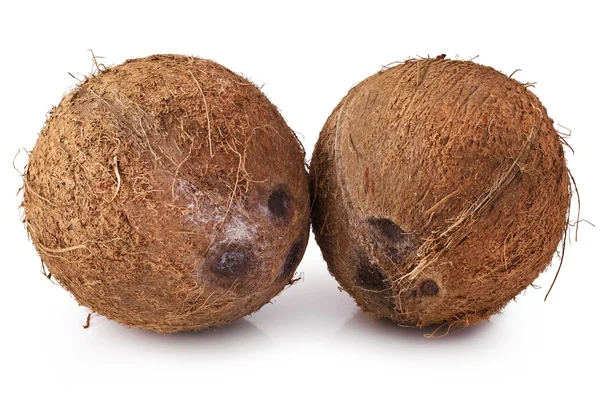 Coconut — Stock Photo, Image