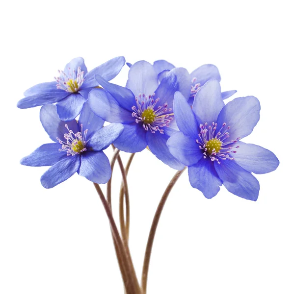 Hepatica nobilis — Fotografia de Stock