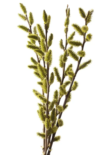 Catkins Willow — Stock Photo, Image