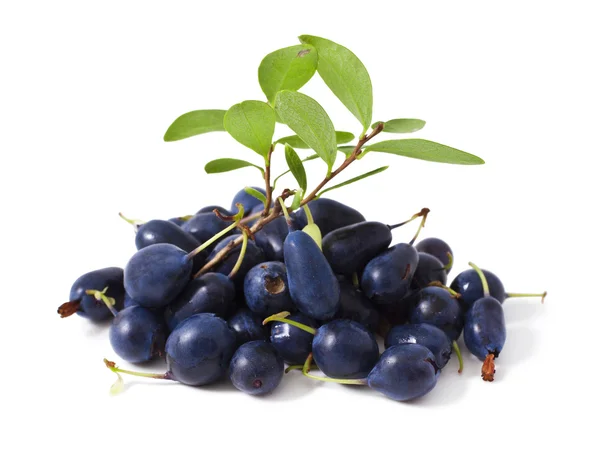 Bataklık bilberry — Stok fotoğraf