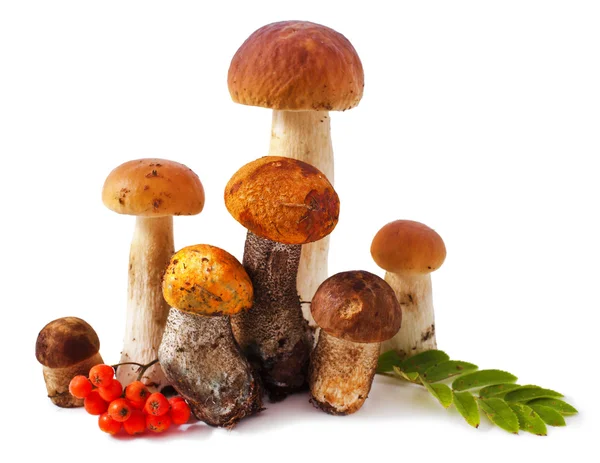 Funghi — Foto Stock