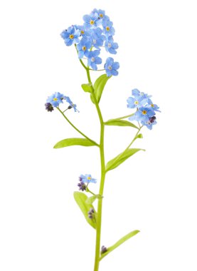 Forgetmenot.