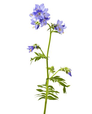 Polemonium caeruleum