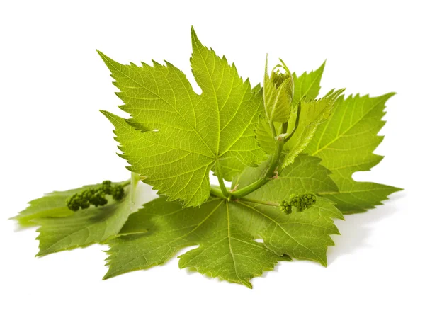 Grape leaves — Stock Photo, Image