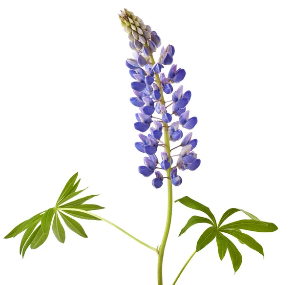 Lupine flower — Stock Photo, Image