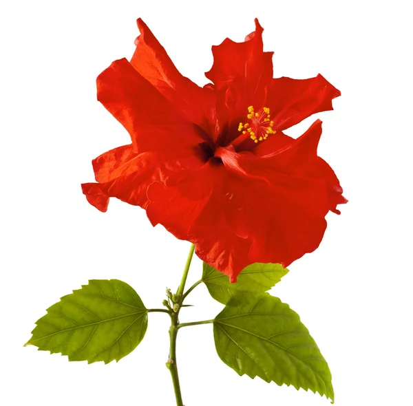 Red hibiscus Stock Photos, Royalty Free Red hibiscus Images Depositphotos