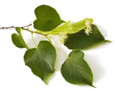 Linden.