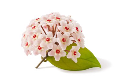 Pembe hoya carnosa