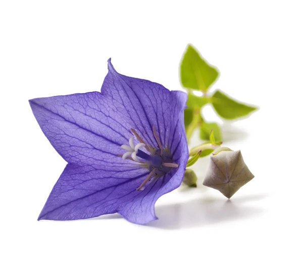 Μωβ λουλούδι bellflowers — Φωτογραφία Αρχείου