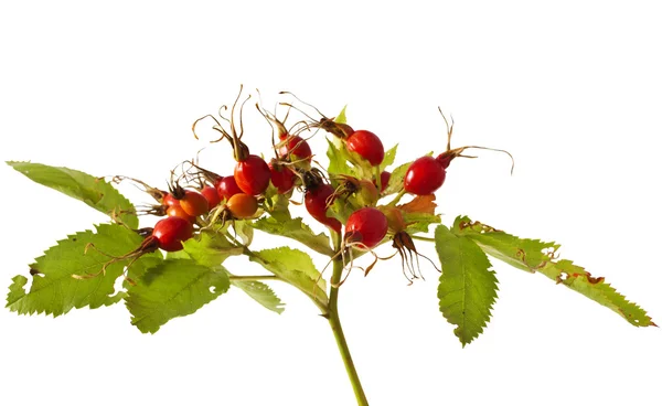 Branch with rosehips — Stock Photo, Image