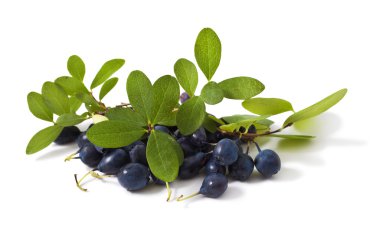 Bilberry yaprakları ile çıkmaza sokmak