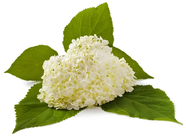 在白色上的白色绣球花 — 图库照片