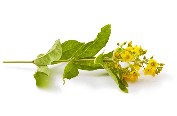 Flor amarilla sobre blanco — Foto de Stock