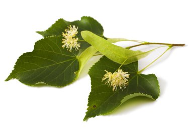 ıhlamur yaprak çiçekler