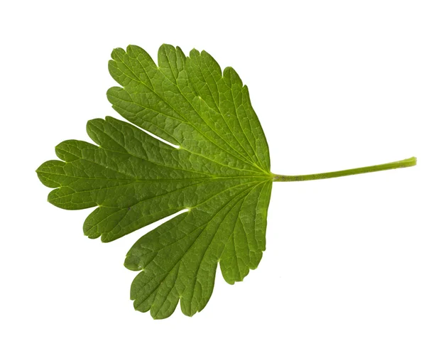 Gooseberry leaf on white — Stock Photo, Image