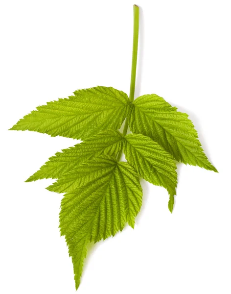 Malina liść zielony — Zdjęcie stockowe