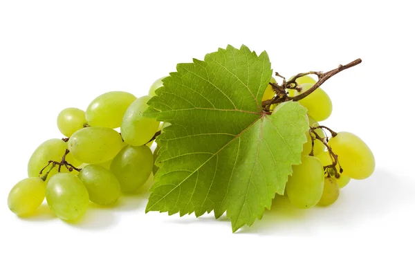 Bando maduro de uvas — Fotografia de Stock