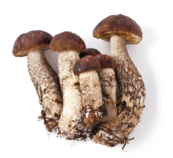 Leccinum scabrum fresco — Foto Stock