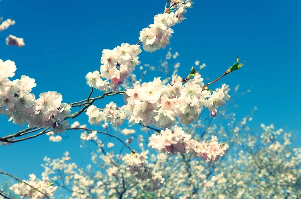 Cherry Blossom Stock Picture