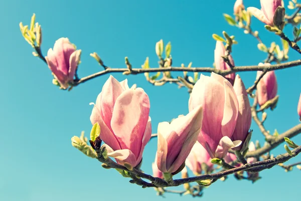 Magnolia — Stock Photo, Image