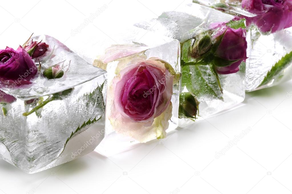 Roses in ice cubes — Stock Photo 76912355