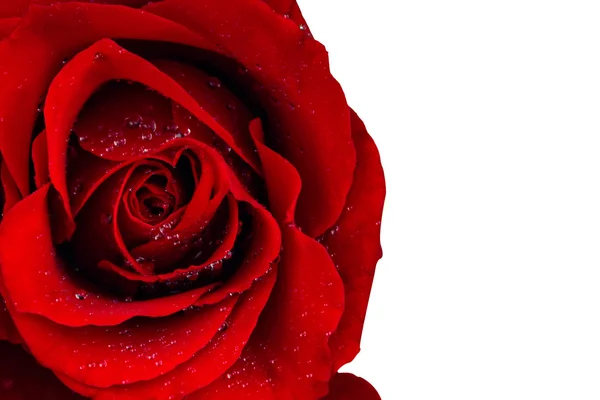 Red rose blossom — Stock Photo, Image