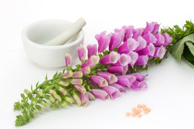 Haplı dijitalis