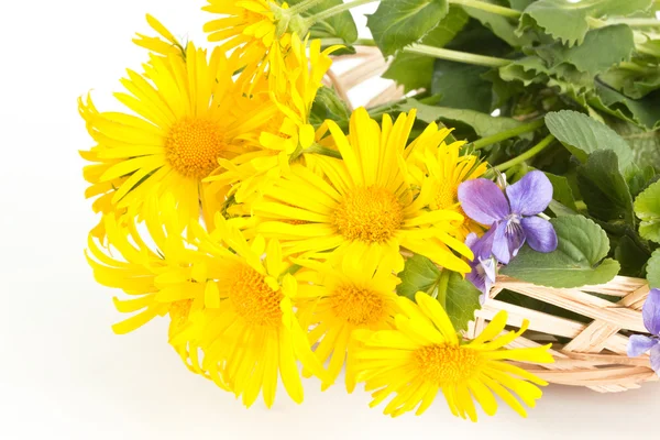 Coltsfoot with violets in a basket — Stock Photo, Image