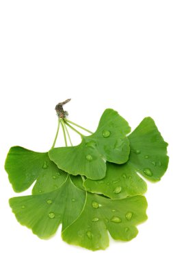 ginkgo yaprakları