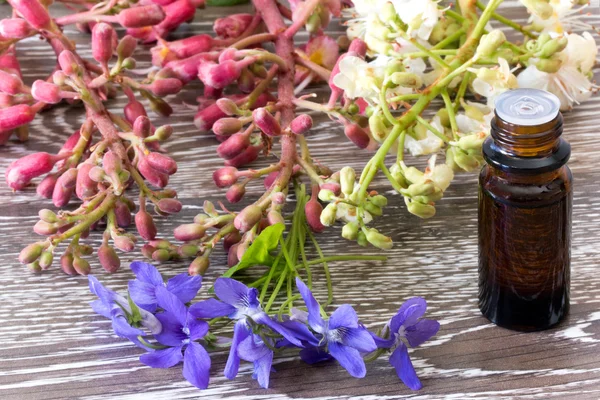 Flores de Bach castanha vermelha e branca e violeta Imagem De Stock